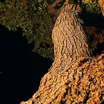 Cilentia